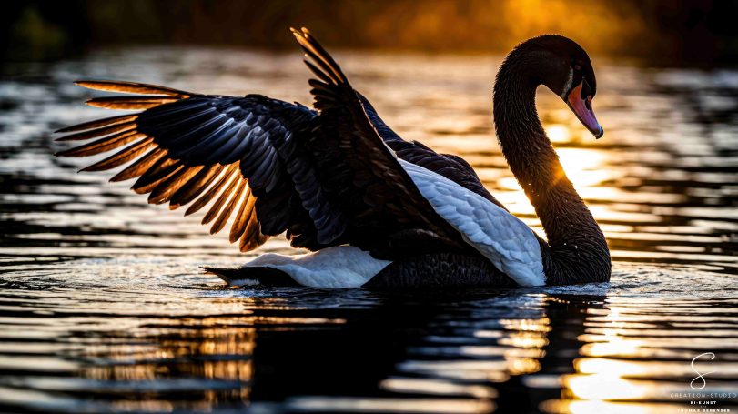 Schwarzer Schwan im Gegenlicht bei Sonnenuntergang